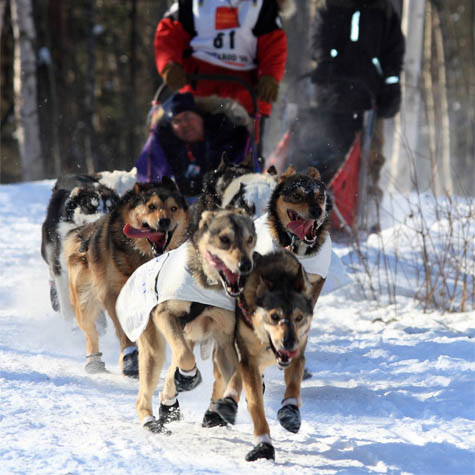 Escursioni sleddog con cani da slitta vicino a Livigno: Husky Village Valdidentro